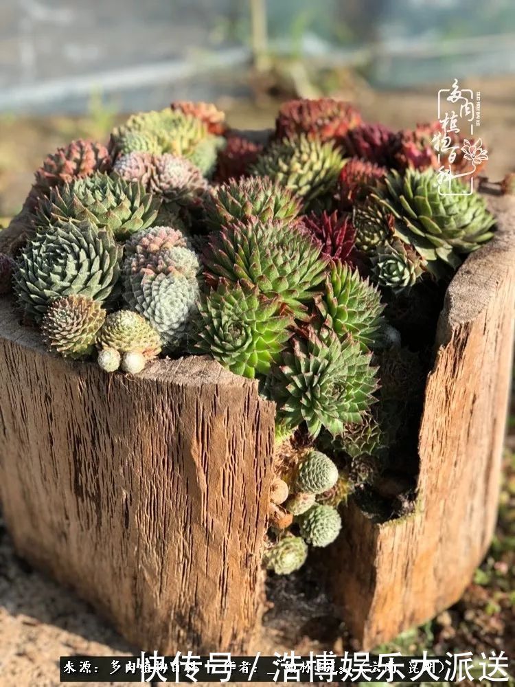 挂区|因为多肉，背井离乡来到开挂区，多肉变好看，小伙变大叔！