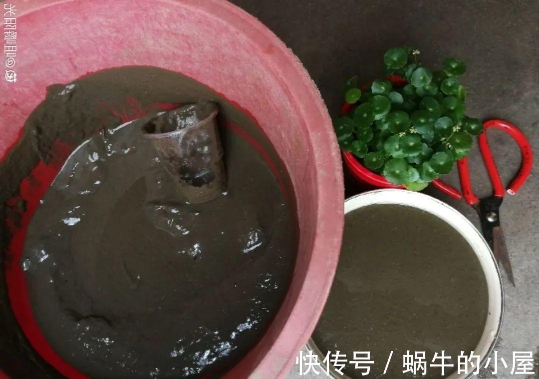 蚂蚁|6种土壤,养花害处大,是黄叶烂根的“罪魁祸首”