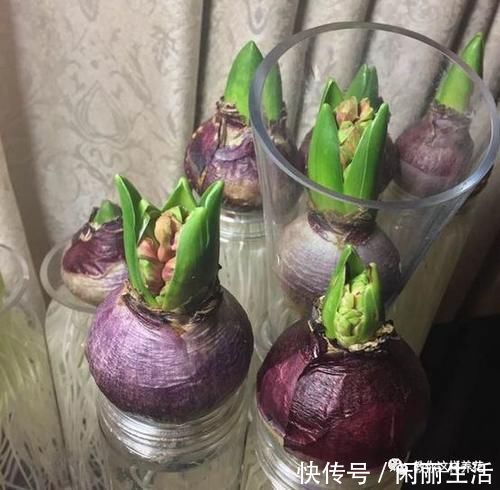 君子兰风信子夹箭不开花，简单1招，把花拽出来！