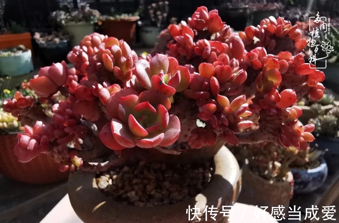 治愈之“肉”:愿所有的养肉人都被这些“胖子们”治愈