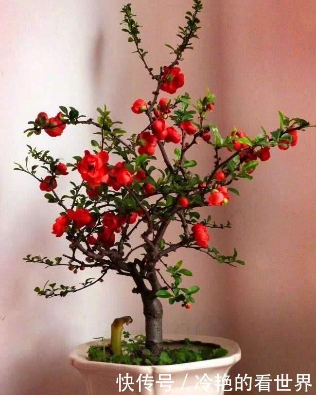 盆栽|4种“抗冻花”,娇艳不娇贵,寒冬腊月冻不死,冰天雪地开红花