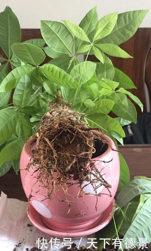 发财树黄叶,掉叶子?都是2个“小疏忽”,看看你犯了没有