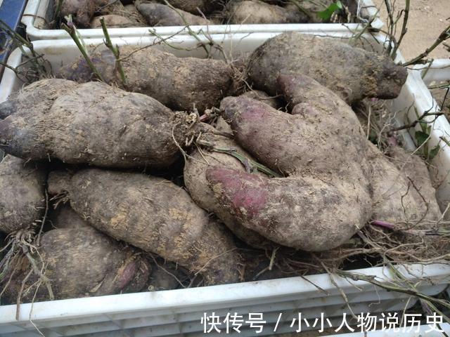 南方特有的山药脚板薯,酷似人脚板,曾是救命粮,如今山村才有