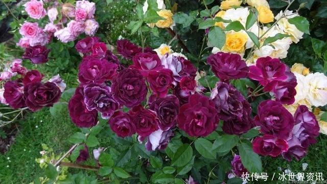 6种冷门月季,看一眼就中“毒”,没养的人都后悔了!