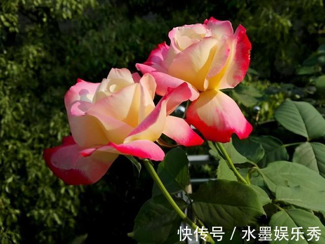 三楼|三楼奶奶不让我在一楼种花,事情解决了,出乎意料的让人难受