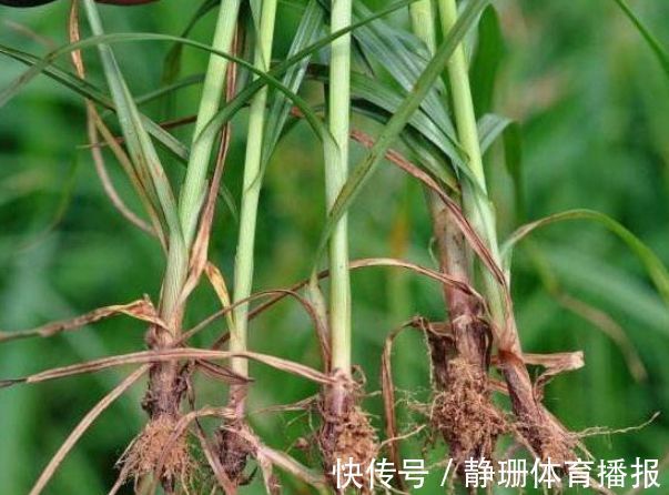 牲畜|农村人称“回头青”的野草,牲畜都不喜欢食用,其实根部价值珍贵