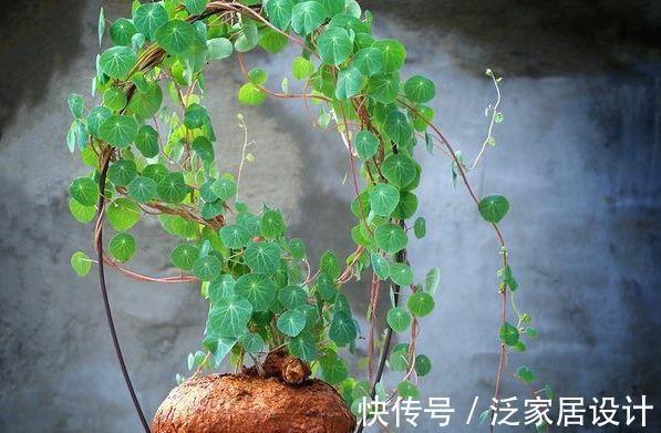 块根|一盆“山乌龟”，叶子像铜钱，丢在花盆里，能活一百年