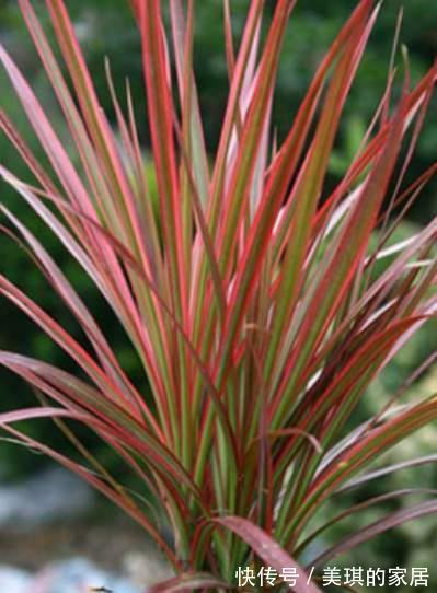 尼古丁|家里养这4种植物,被誉为“天然净化器”,“霸气”护宅