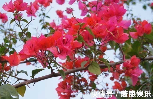 阳台上|4种花，一年四季开花不断，盆栽地栽都能够轻易就开成一片