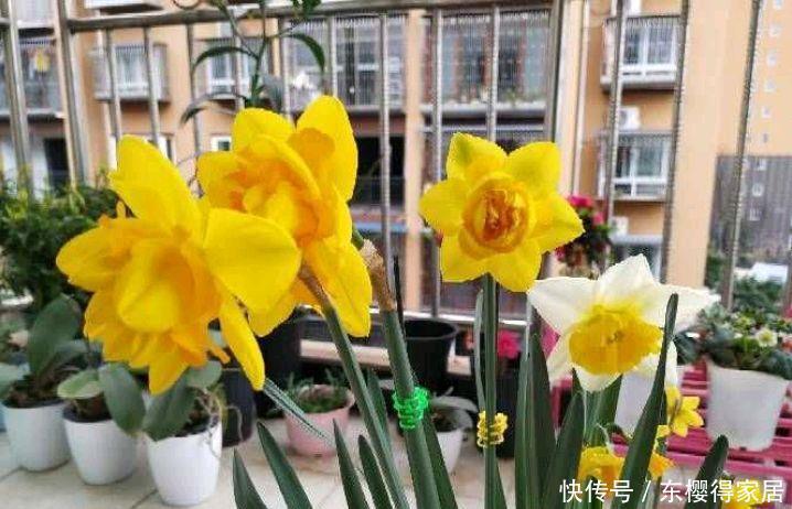 冬季的阳台,少不了这“3种花”,清新美丽芳香,花繁叶茂