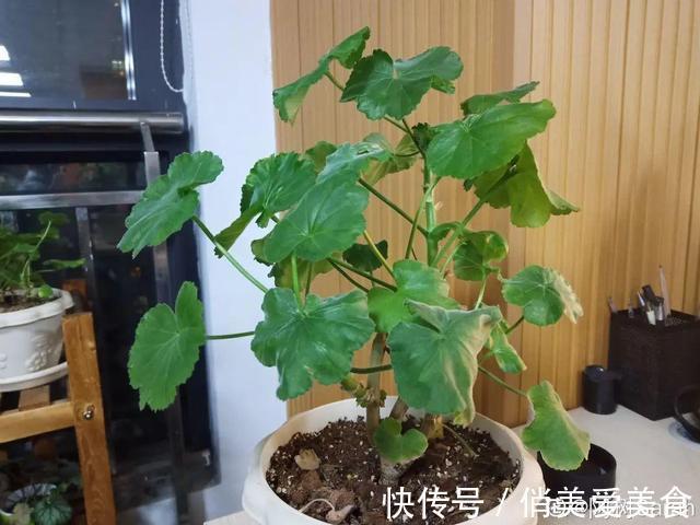 高温|10种花要控水，天热反而不能浇，一浇水就死