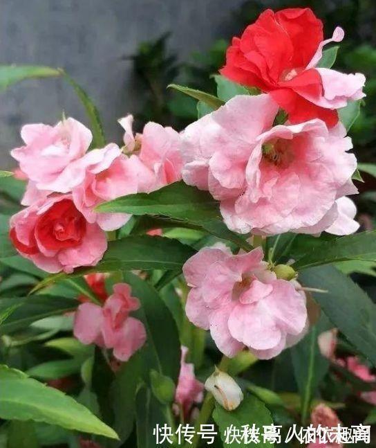 矮牵牛花|经常爆盆的几种花卉，丢在阳台爆成花海，幽香暗淡，烂漫又迷人