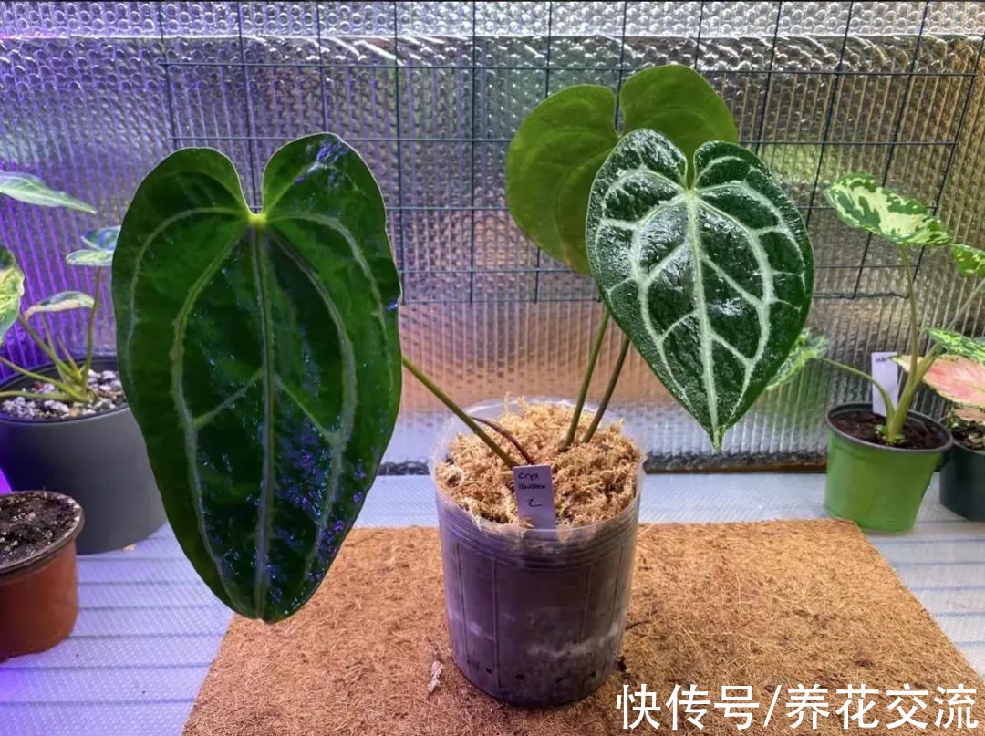 适合养在客厅的5种小众盆栽绿植,过完年后就可以考虑入手