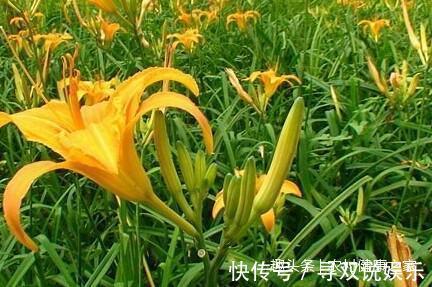 大脑|农村这种不起眼的“野菜花”,竟是大脑的天然保护神,你认识吗