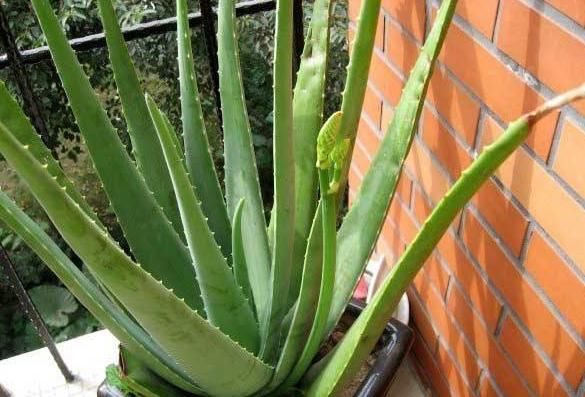 “库拉索芦荟”长不大、不开花怎么办？加上一点“餐”，能开爆盆