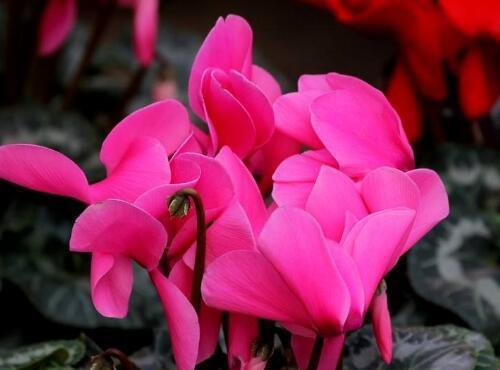 冬天是仙客来的盛花期,不开花,是由3个原因引起的