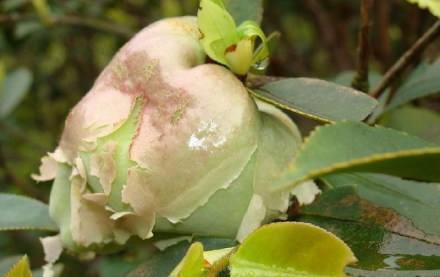 山茶花|全身都能吃,发霉的花苞都是宝,国外用的油全靠我国出口