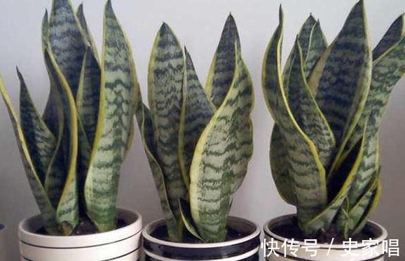 家里有此4种花，安全过冬有技巧，越勤快越容易死，快瞧瞧吧