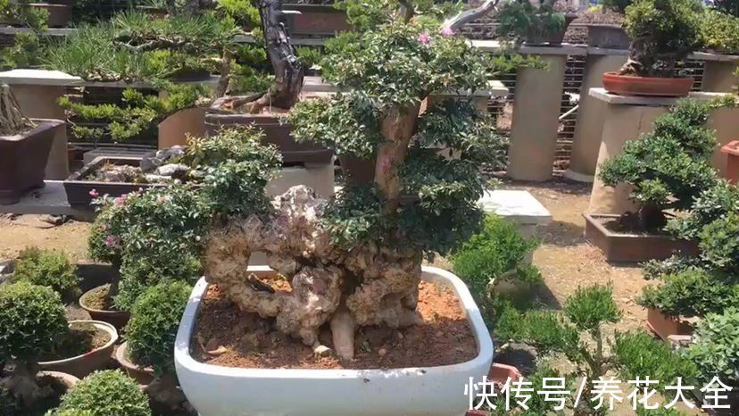 养花新手玩盆景?这5种再合适不过了,个个养成艺术品