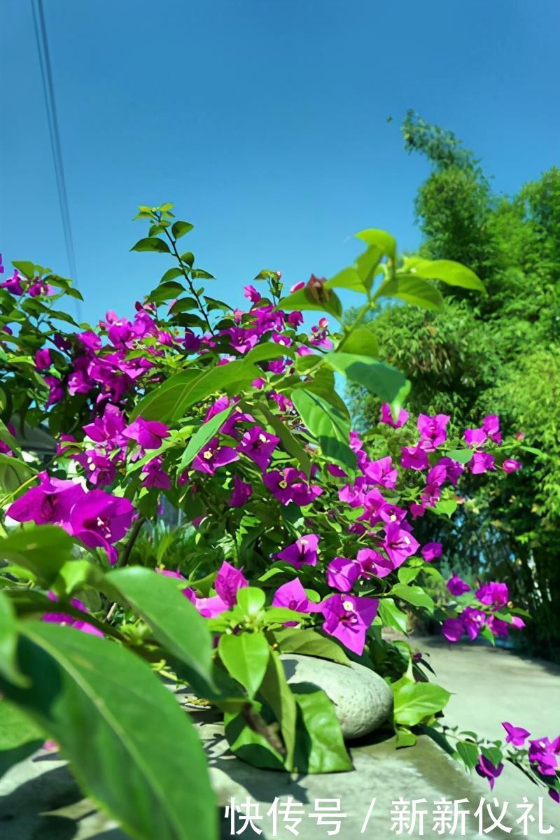 过了十一月,三角梅应当这样养,早早打造出耐看盆景