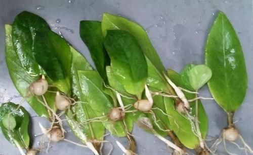  扦插繁殖|聪明人养花，剪1根枝条，2周冒大白根，1盆变10盆，赚了