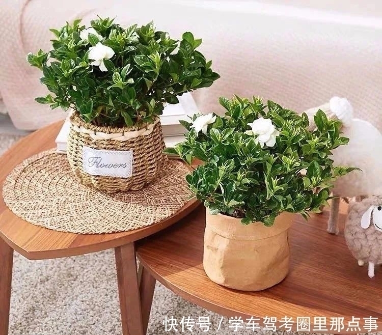 叶片|家养六种花,个个都是“醋坛子”,隔几天喝一点醋,叶子绿油油的,越长越旺盛