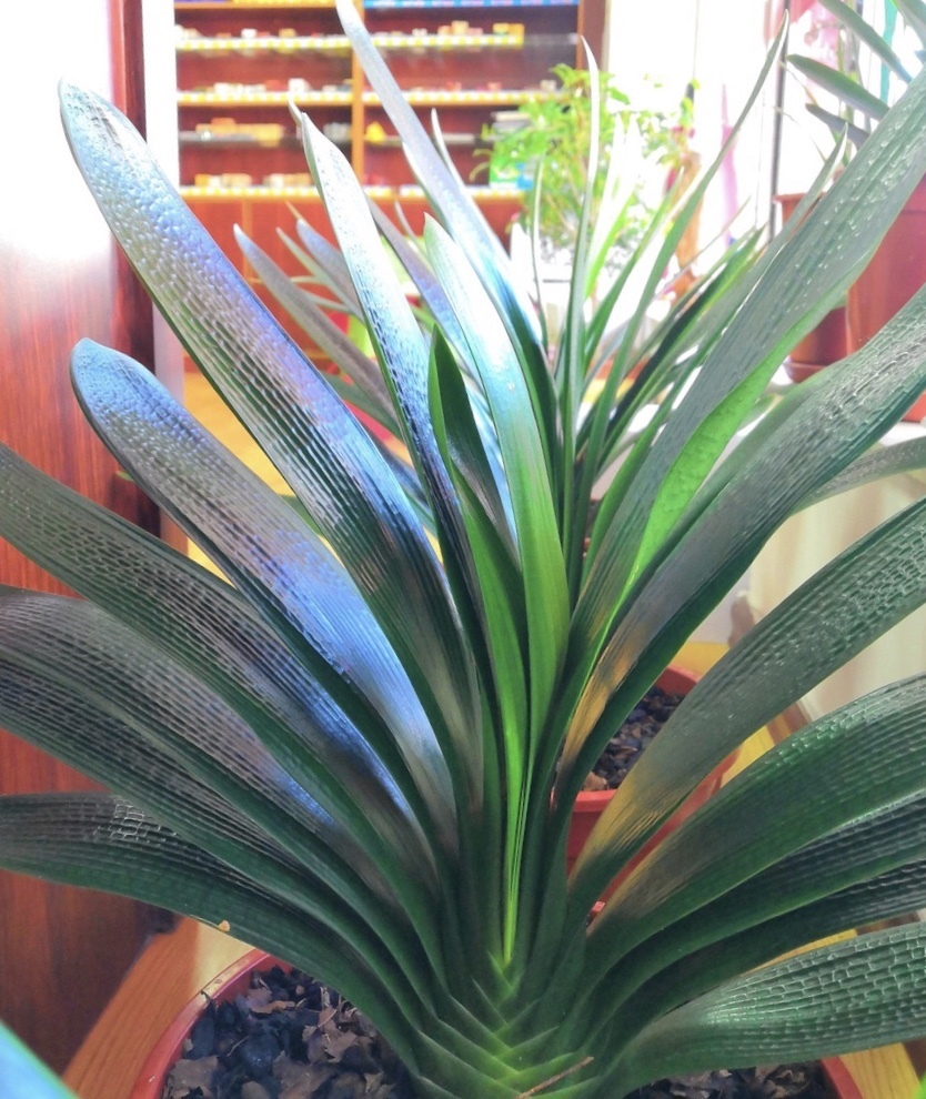 君子兰难度夏养护注意“1多3少”，顺利过夏天，长得叶绿花艳