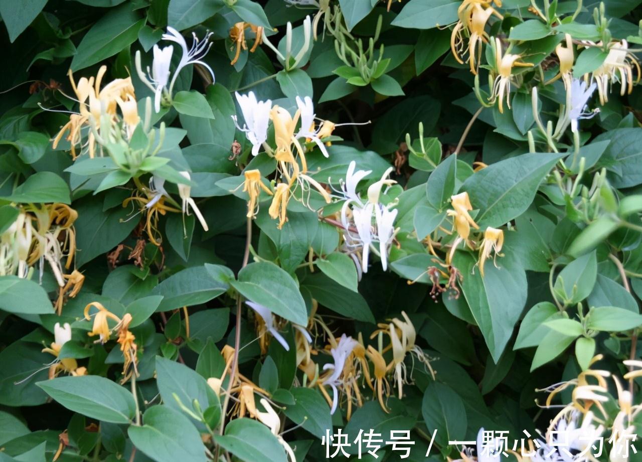 这3种花,虽然价格贵,但是养上几盆,身体健康又强壮