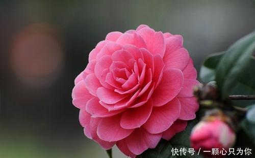 3种漂亮花,皮实又好养,被称作“开花机器”,花期长香味浓!