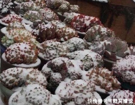 品种|你是在养多肉,不是在搞科研,低温露养要不得!