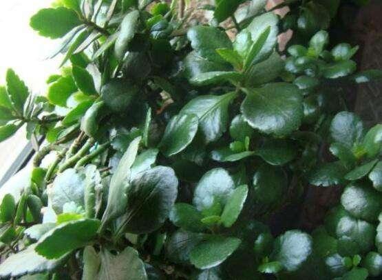 落花苞|长寿花开得正艳,倒了一瓶啤酒,结果“悲催”了