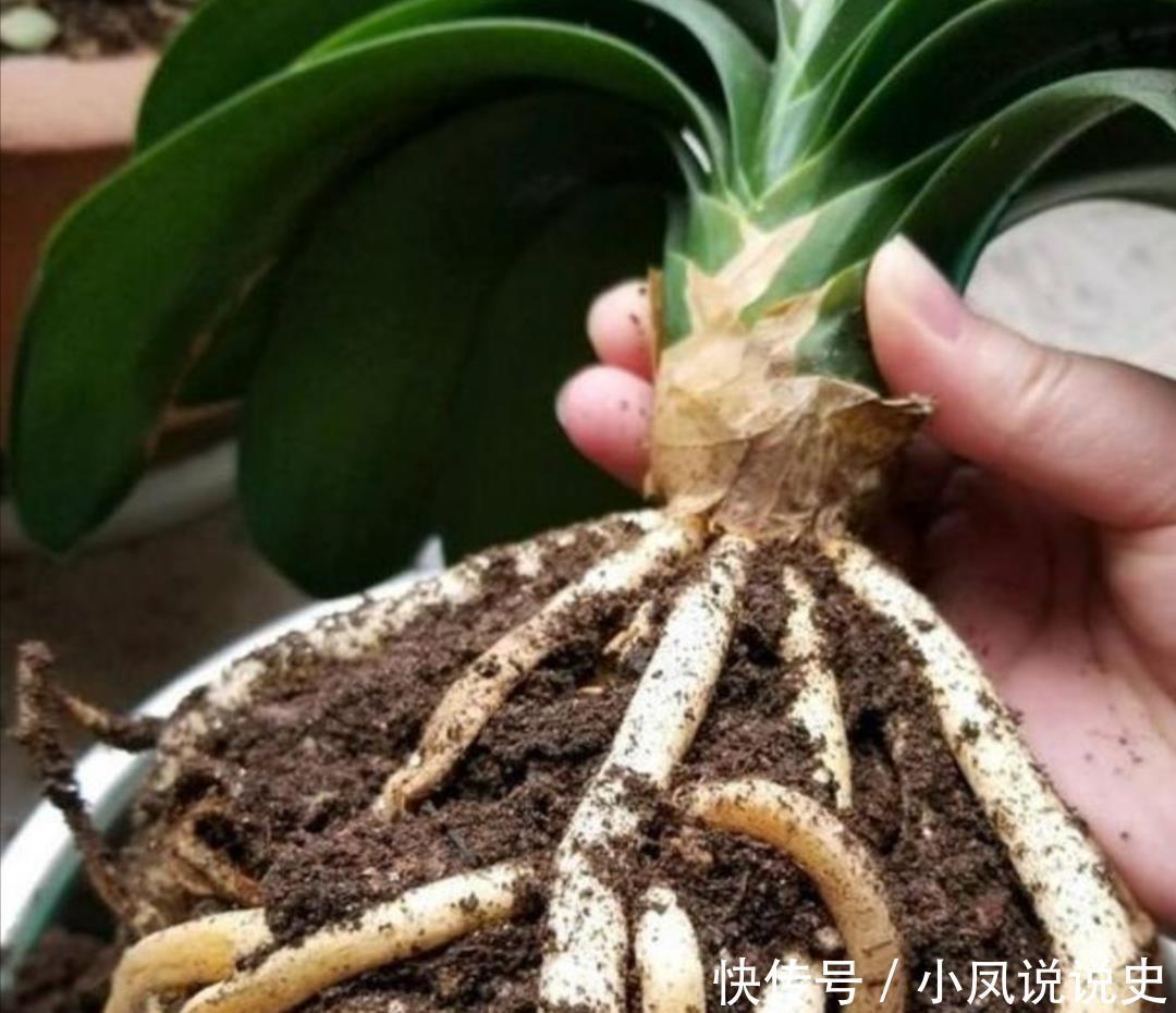 春天养君子兰，2个地方剪一剪，补上1种肥，植株越长越旺