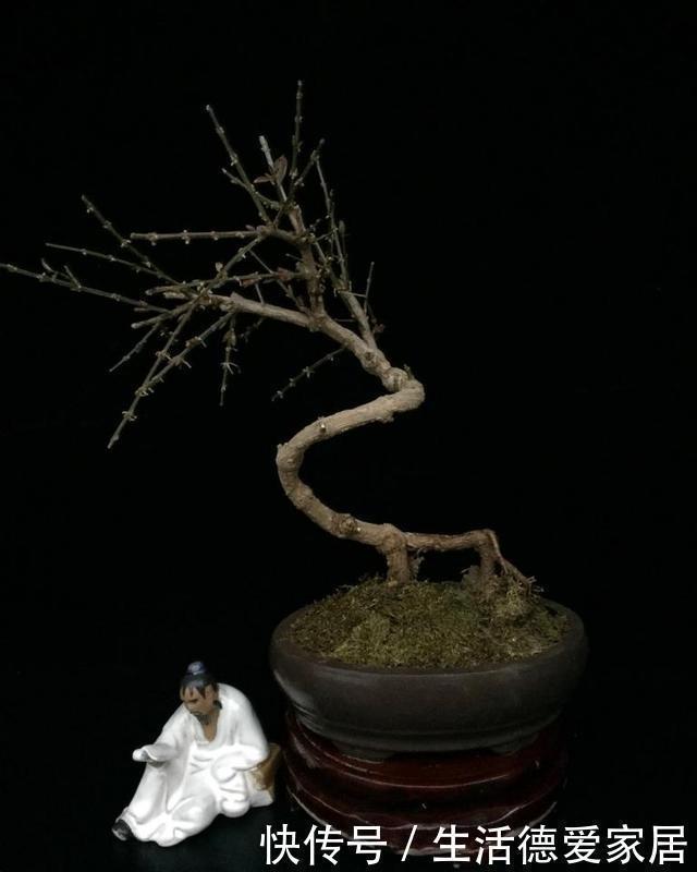 吻合处|盆景多珍贵,爱花的人都知道,不小心枝干折损,我们该怎么办