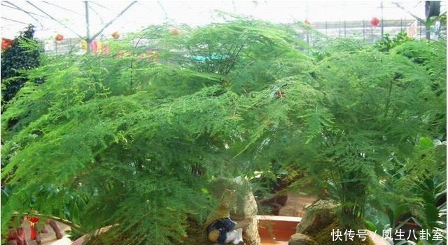 绿油油|文竹黄叶枯萎怎么办?注意这4点,快速恢复绿油油