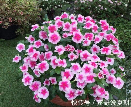 推荐8款小草花,普普通通开花美,是阳台盆栽的“颜值担当”!