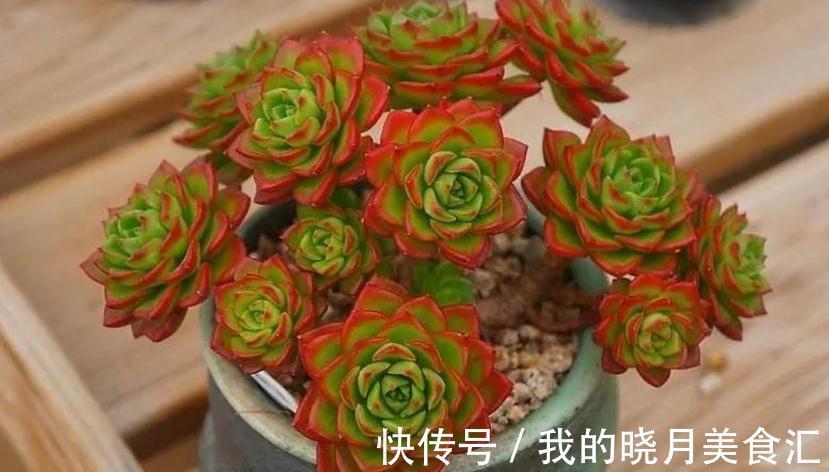 多肉蒂亚，从买回家到现在，叶子一直绿得像盘菜，该怎么办？