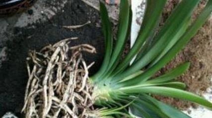 天凉后,君子兰浇上养根水,长出格格叶,一窜3箭花,超好用