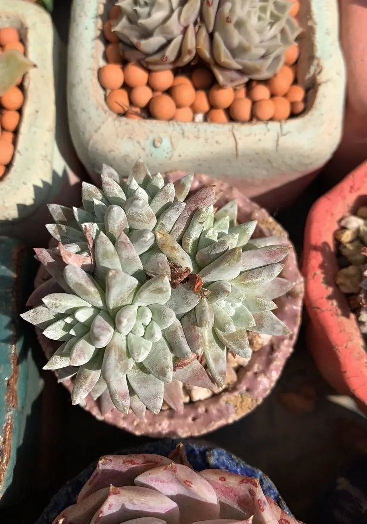 半年时间,多肉从3盆发展到600盆,入坑切莫太心急!