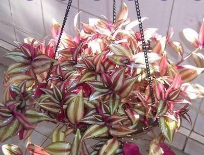  净化空气|公认净化能力出众的绿植， 绿色的空气净化器!跟着养护专家学起来