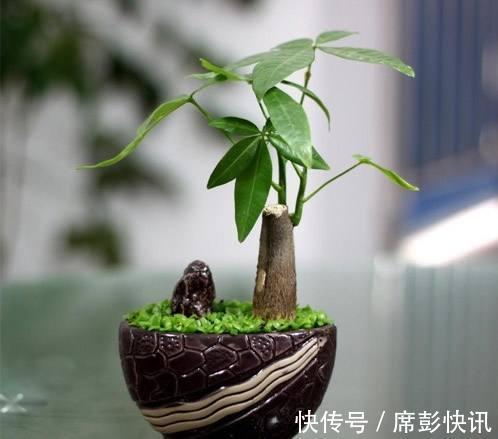 发财树最怕这几个点,平日养护要注意,不怕黄叶烂根养不活