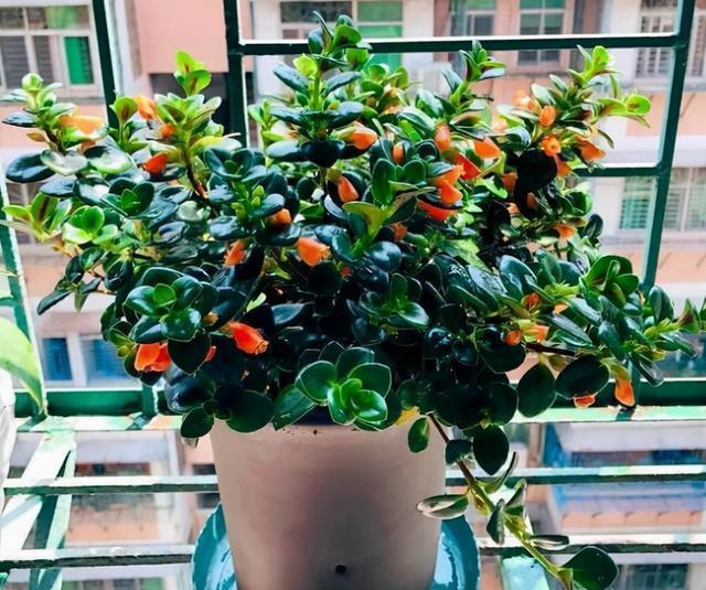 月季花|秋天扦插“4种花”,易生根,爱生长