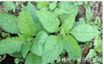 胡罗卜素|很多人瞧不上的野菜,却是“清肠高手”,能瘦肚子,排毒还养颜
