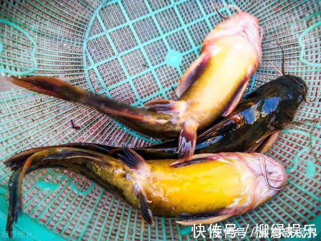 吃鱼越多越好，这4种鱼趁早撤离饭桌，便宜也别买，鱼贩也很少吃