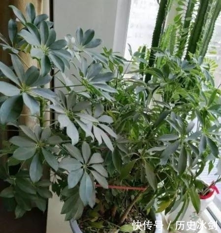 客厅养花有“讲究”,这3种树养1盆,好看又养眼,还能带来好运气