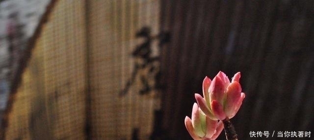 开悟|开悟的人最可怕,人生至高境界,全在《金刚经》这三句话中