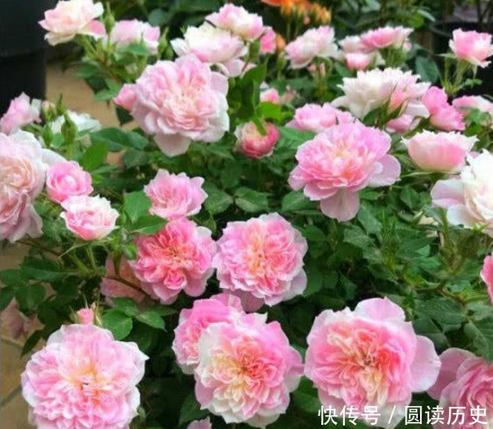 浇水|4种花养家里,浇水就疯长,花开不断好养易活