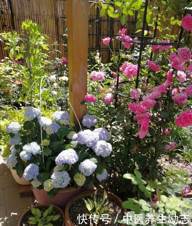 养花必备“3种肥”，啥花都能用，每月花盆撒一点，嗖嗖爆盆！