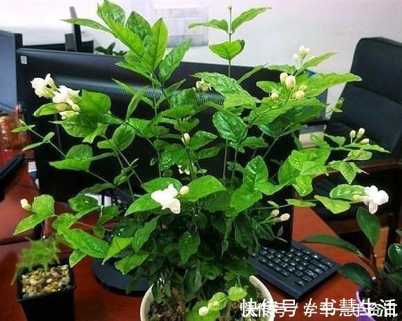 基质|茉莉花不用花钱买,家里有一盆变出好多盆,全靠这一招!