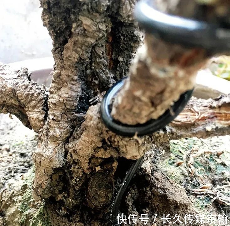 用普通花草树木来“练手”,经蟠扎,立马显现盆景造型的魅力!