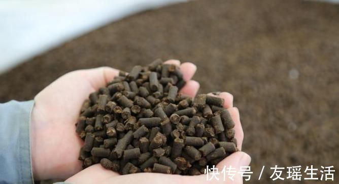 盆栽|4个方法，让盆栽银杏变成矮、胖、矬，好看又值钱